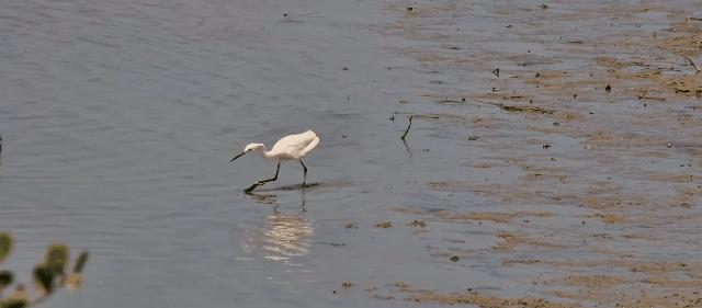 最震撼的红树林,最不真实的红树林