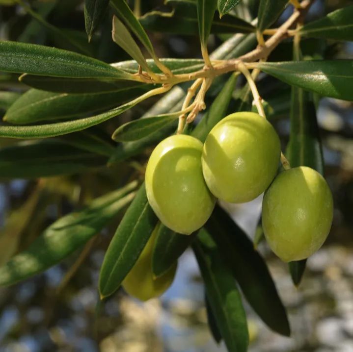 厦门人普遍喜欢吃什么,厦门人排着队吃什么