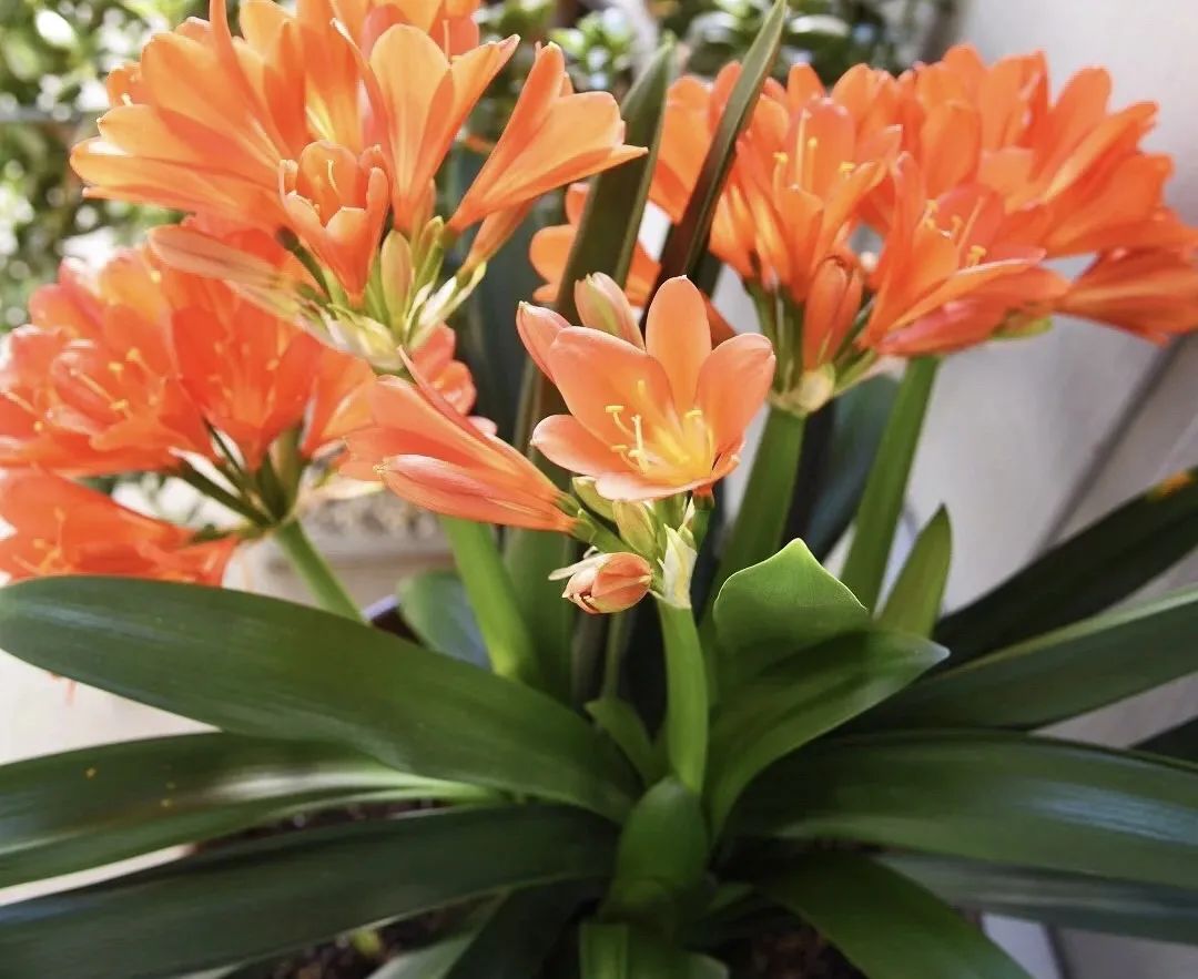 睡觉房间里养什么花草最好,卧室里适合养什么东西