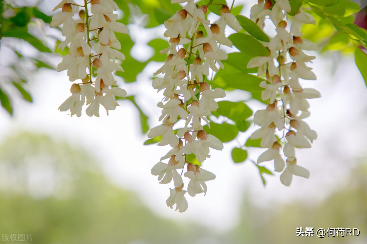 春天喝这些花最养人赶紧喝起来吧,春季吃什么花对身体有好处