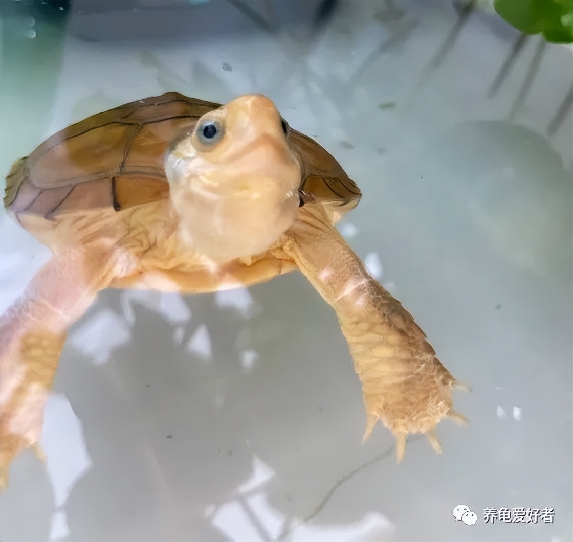 黄喉小青为什么越养越黑,黄喉小青龟变黑