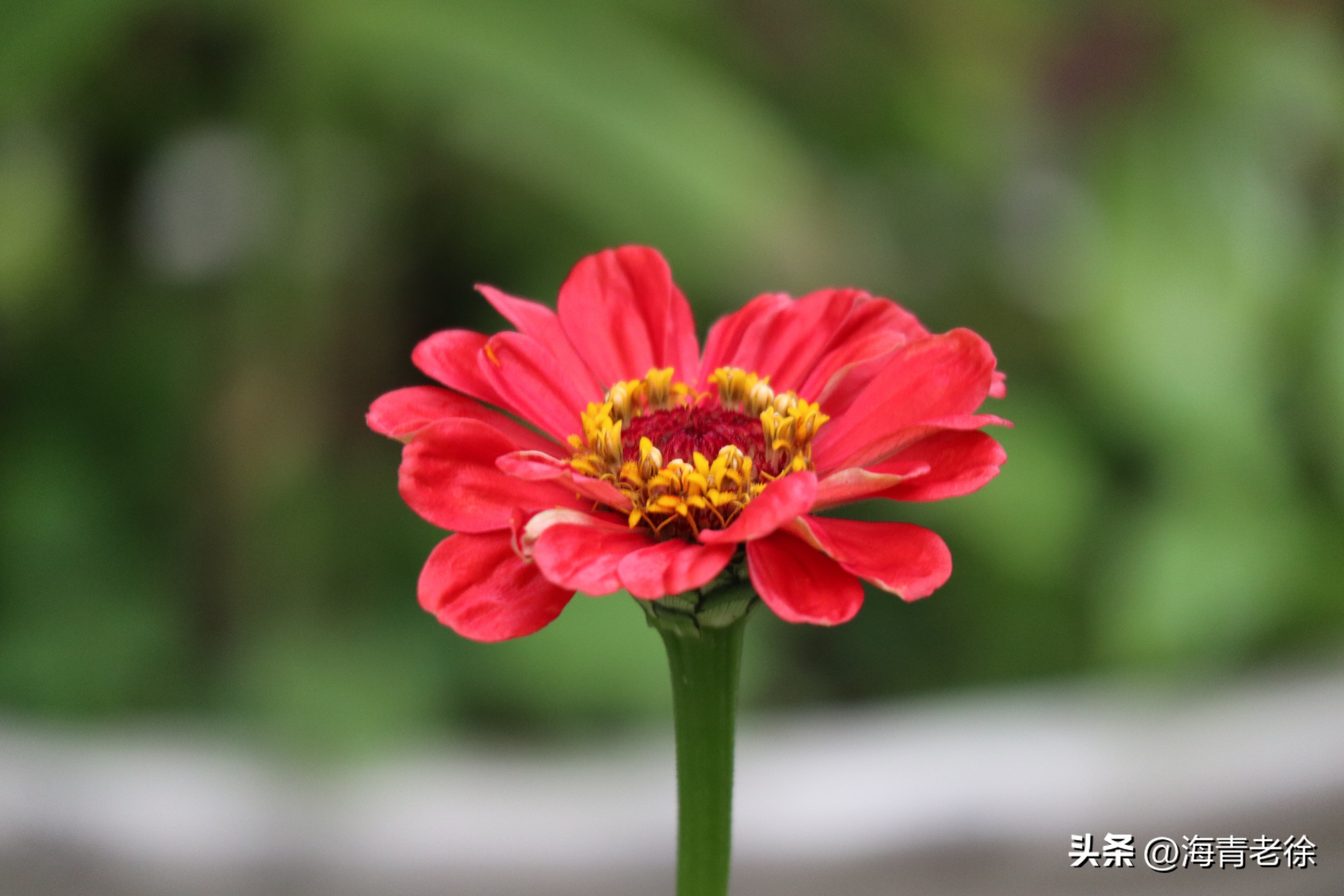 百日菊的花特征,五彩百日菊开花图片