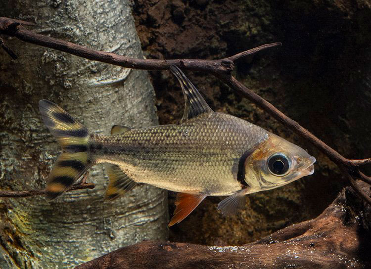 清洁鱼有什么用,冷清洁鱼有哪些