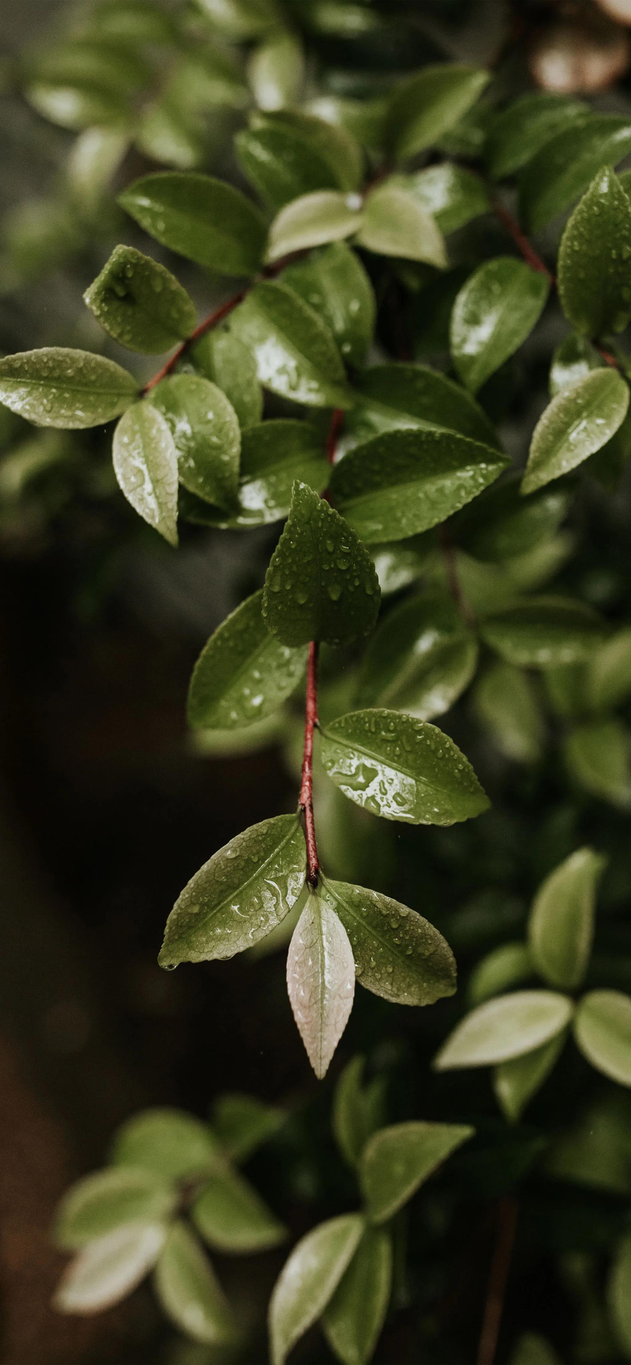 高清全面屏手机壁纸,米奇壁纸高清全面屏