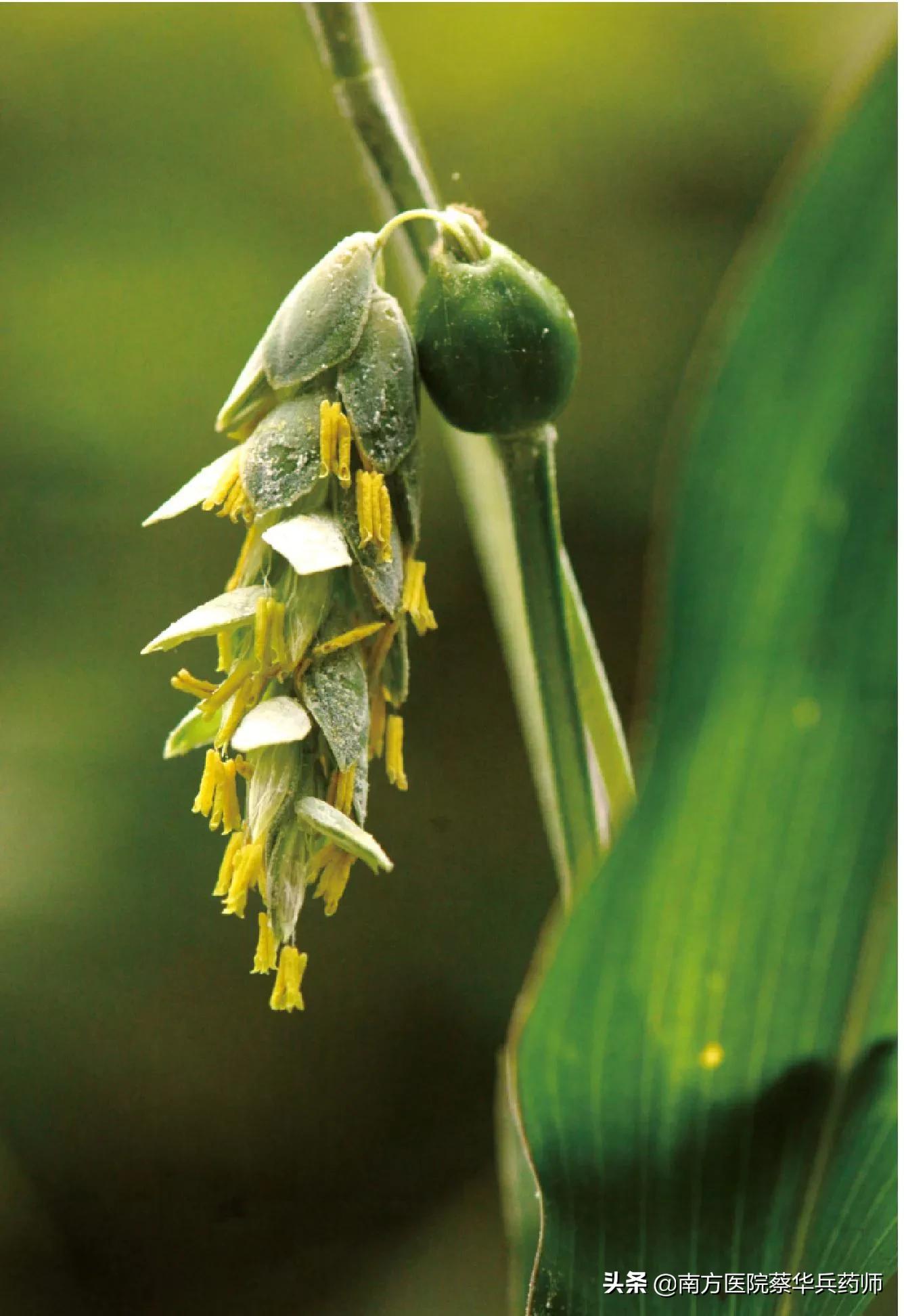 薏苡仁煮粥能除湿吗,薏苡仁药食同源可以祛湿嘛