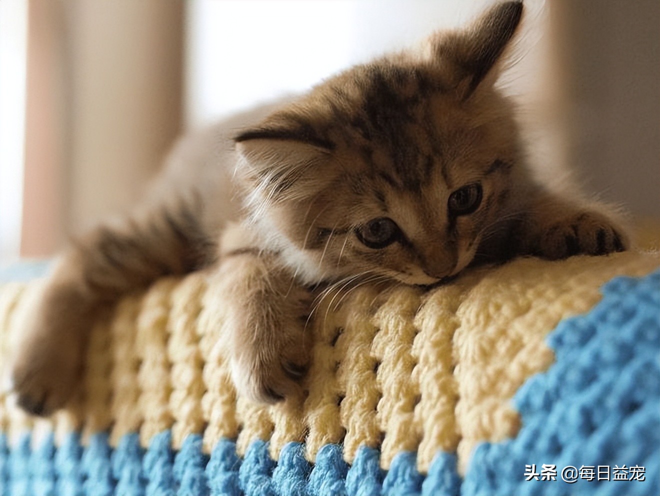 铲屎官们需要引起注意,铲屎官最担心的一天