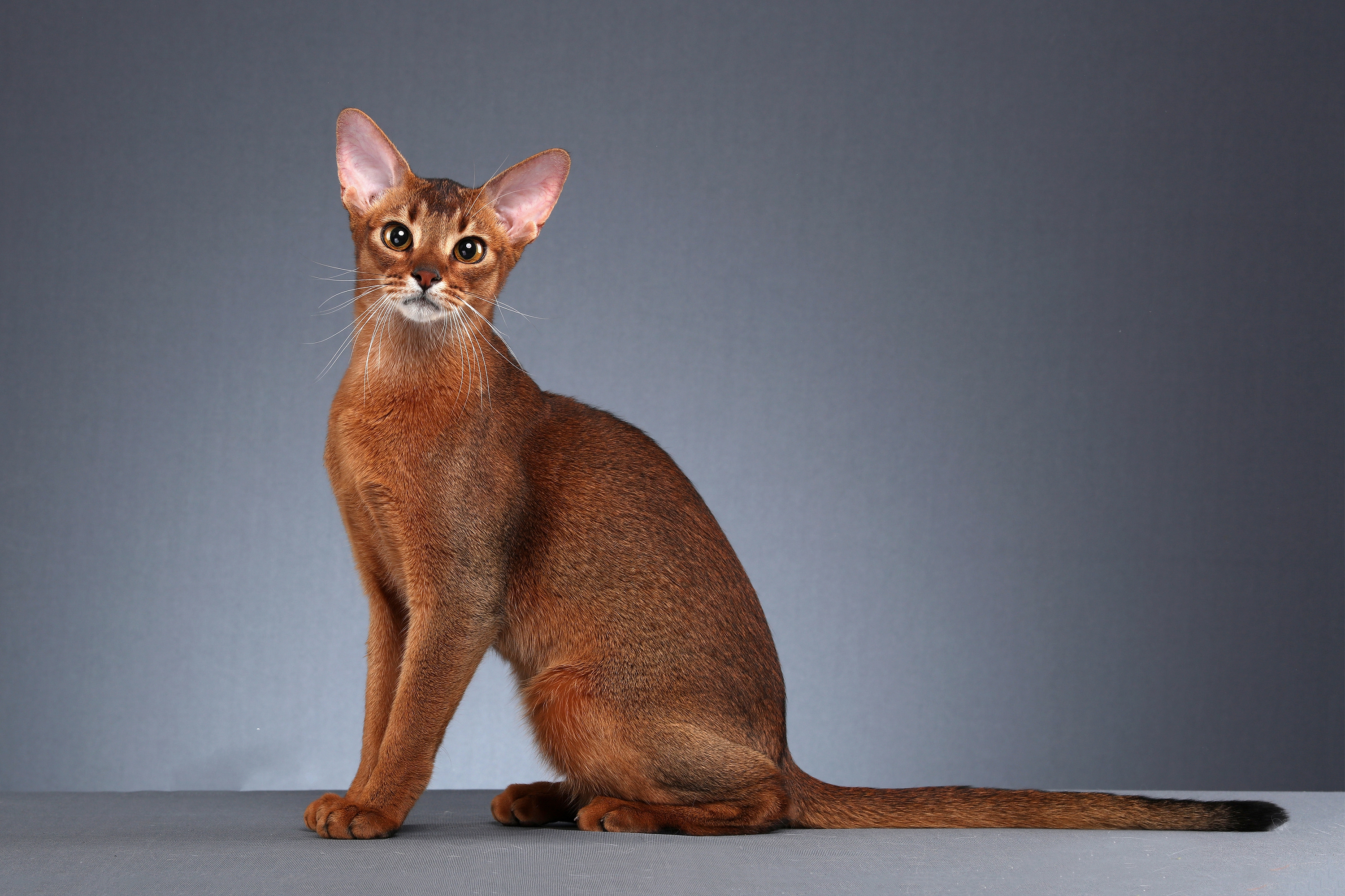 世界上最可爱的6种猫咪,世界上最可爱的三种猫咪