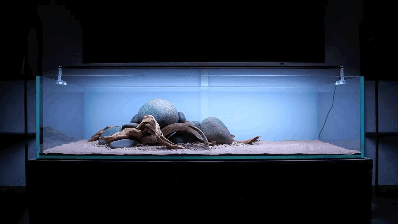 水草小缸养什么鱼最好,适合小型裸缸养的鱼