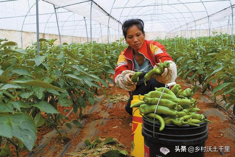 辣椒上的白色蚜虫怎样彻底消灭,辣椒上的蚜虫怎样彻底消灭