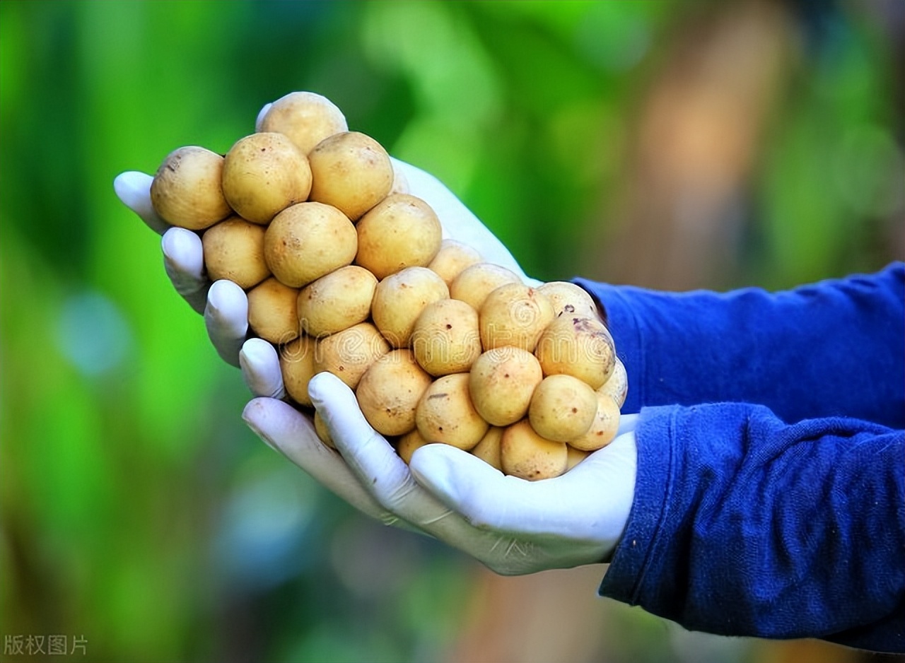 桂圆山竹龙宫果,龙宫果是山竹吗