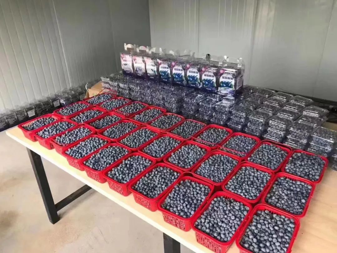 “蓝”不住的“莓”好！旺苍县木门蓝莓基地已开园！