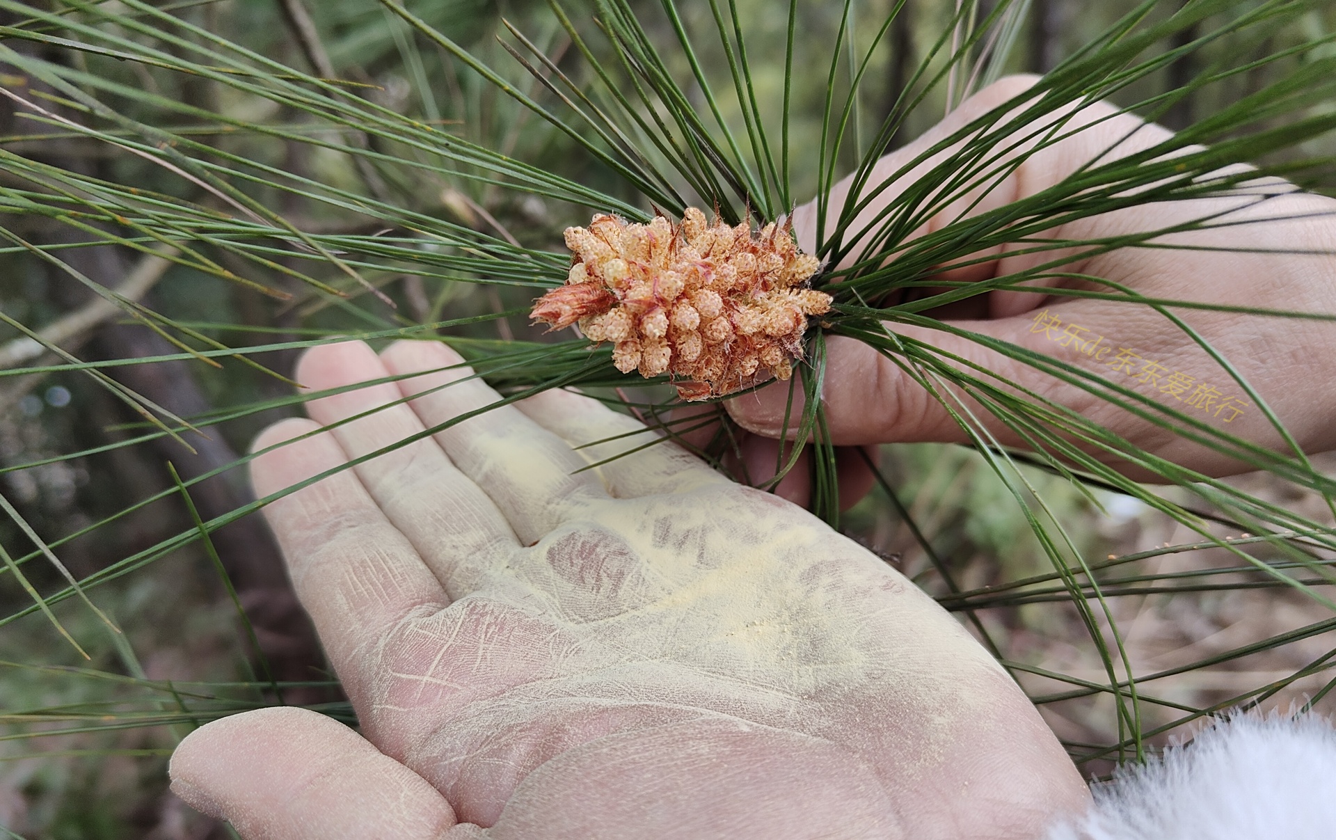 大家纷纷出去赏樱花，我却和老婆偷偷去山里看松树花，收获如何？