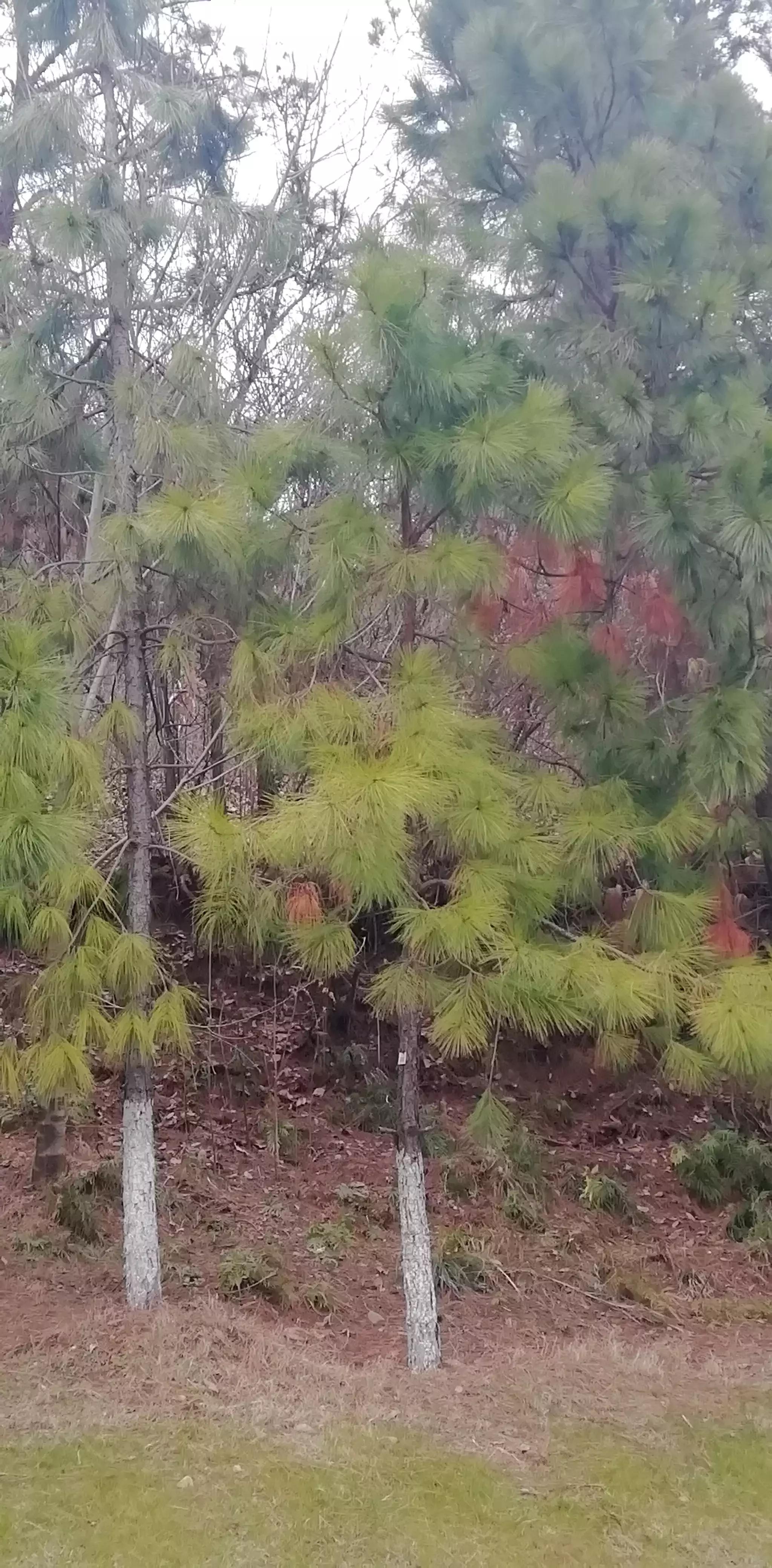 请投友们评论拍摄的怎么样？