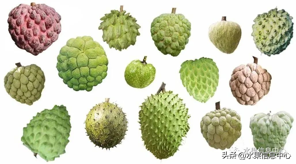 榴莲释迦又叫什么,释迦图片高清大图