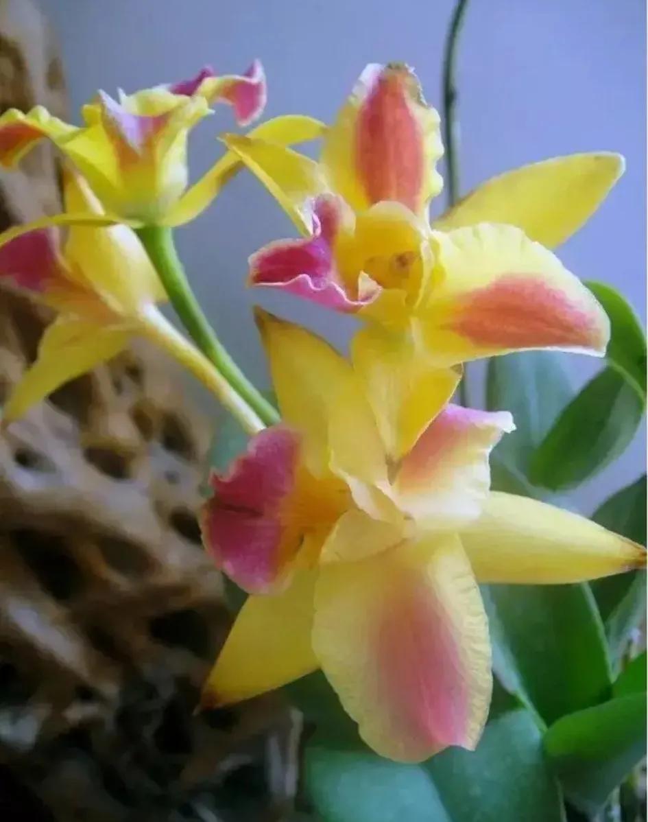 兰花的唯美图片,珍稀兰花各色大全