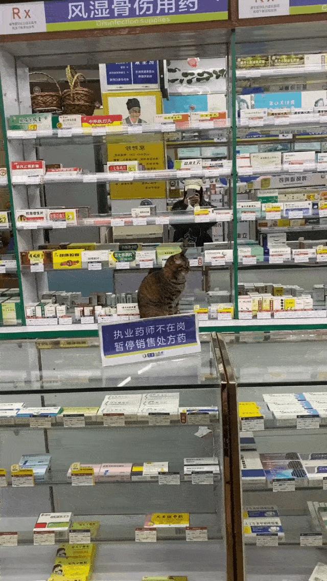 美甲店的猫咪,美甲店的可爱猫猫