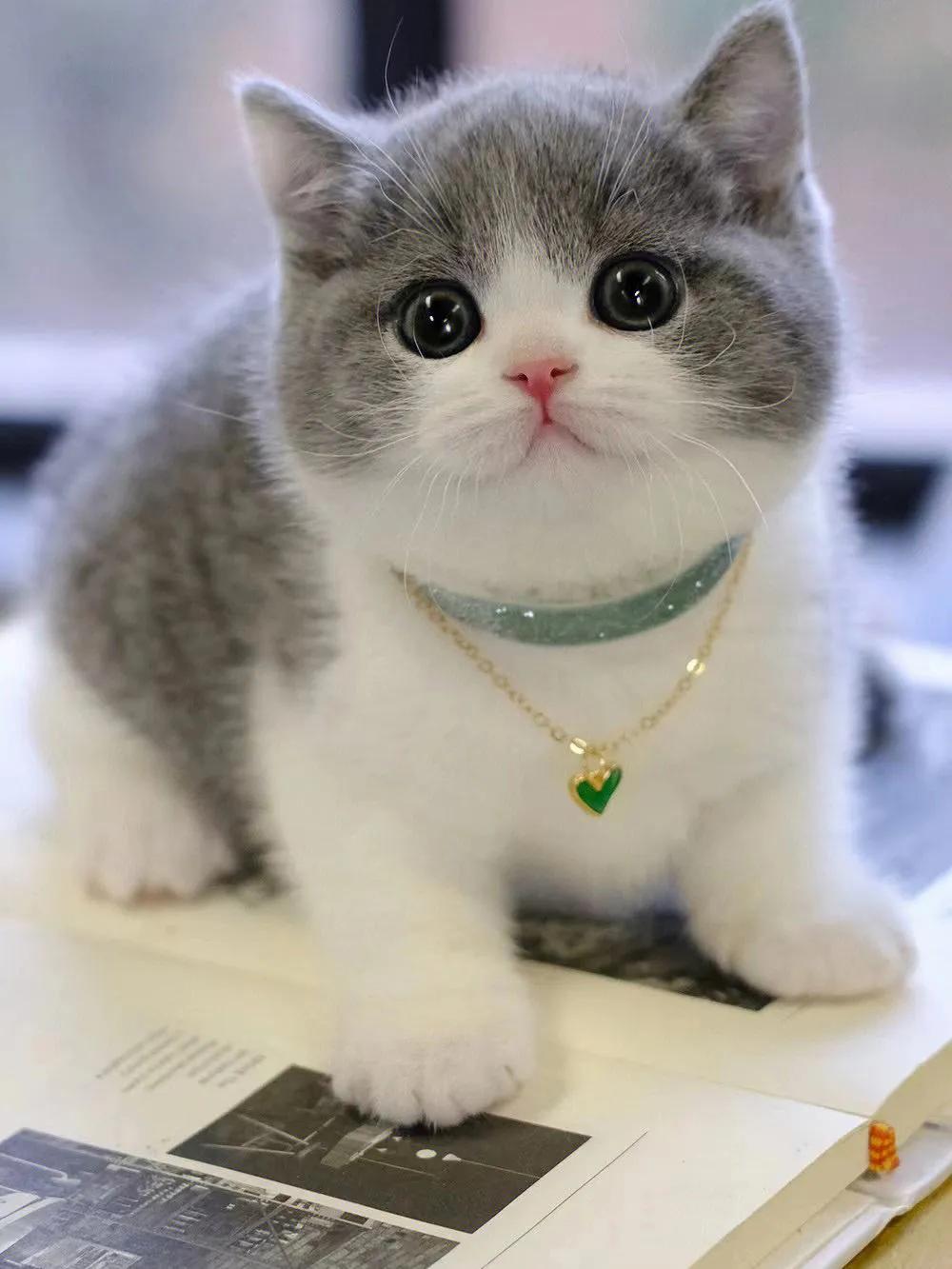 灰色猫咪是什么品种,玳瑁猫咪是什么品种