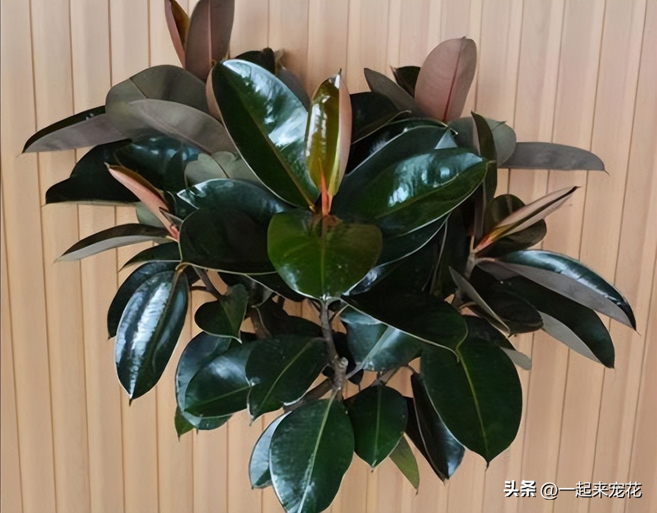 春天养橡皮树,牢记榨干我3个小技巧,猛长新芽,油绿有光泽