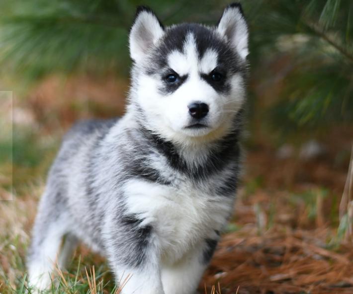 普通家庭不建议养这几种狗,不管养什么狗都要记住这7条忠告