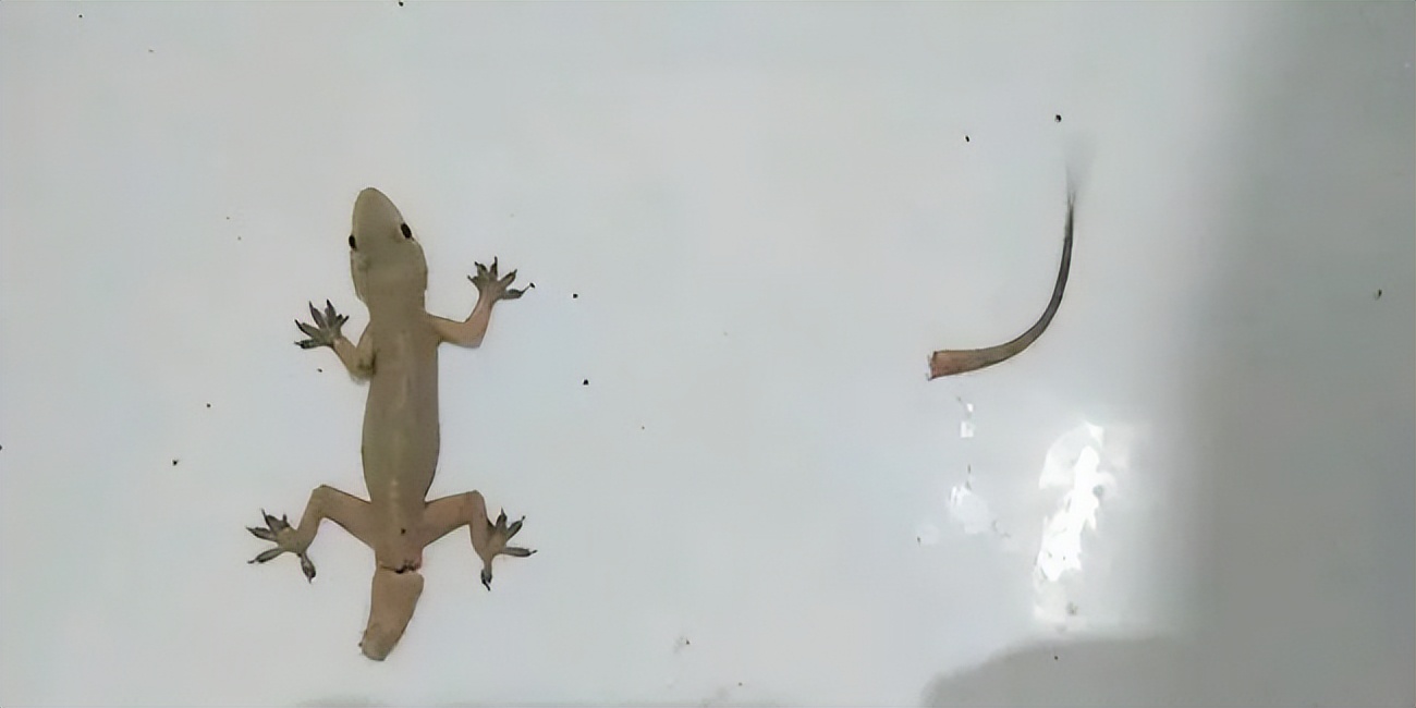 壁虎是益虫吗对人有伤害吗,壁虎毒性不大为什么列为五毒