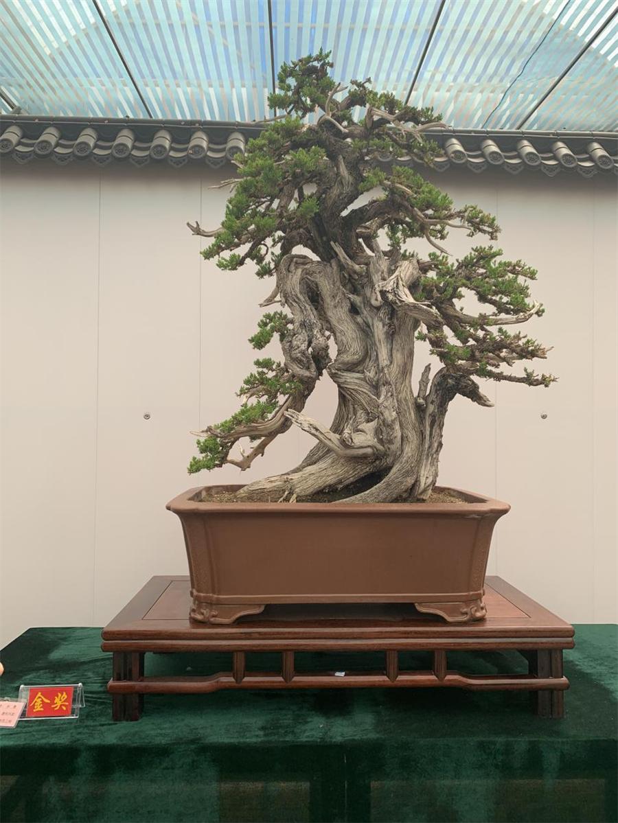 泰山杯书画展,泰山杯盆景展