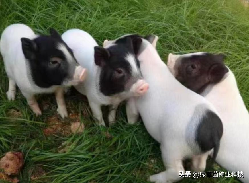 绿草茵干货分享：动物适合的牧草品种该怎么选择？值得收藏。