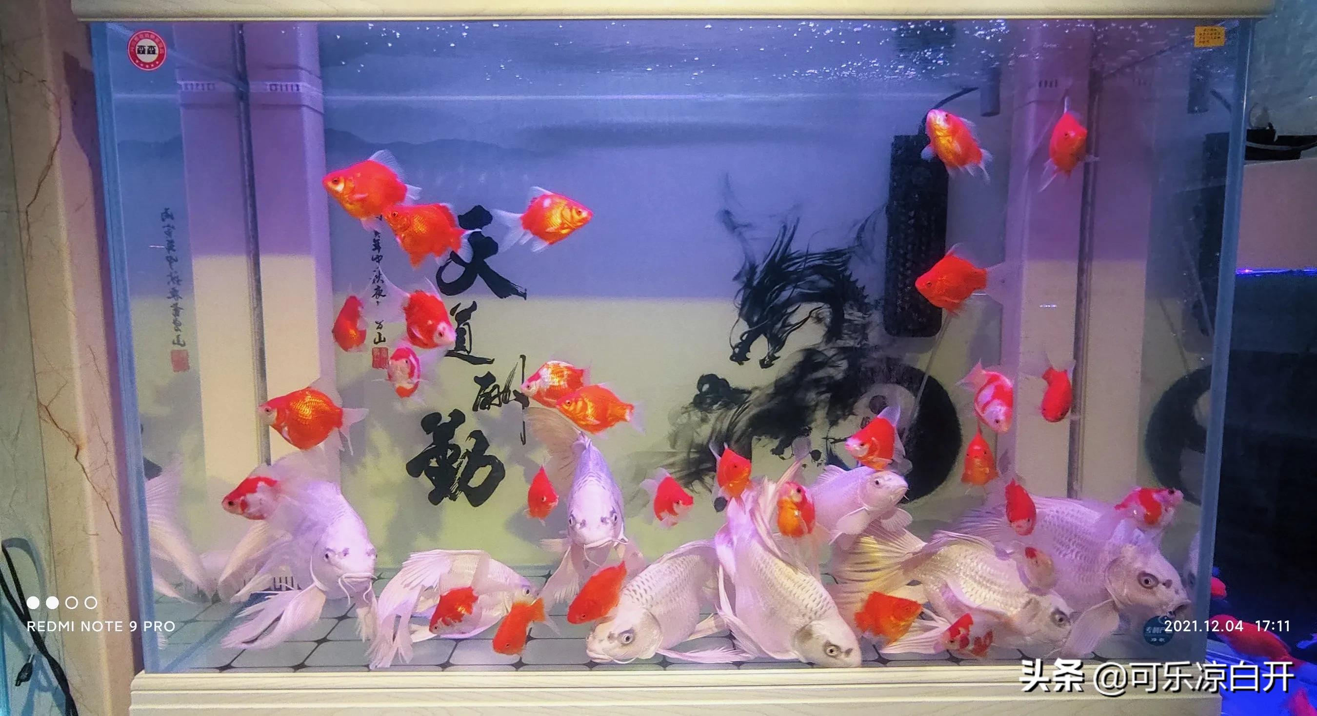 咸阳东风路秦苑花卉市场,咸阳文兴路花卉市场狗市怎么走