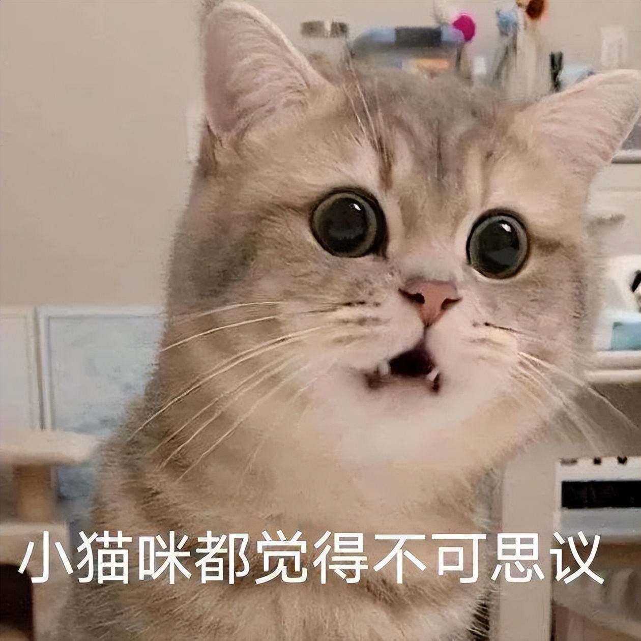 1包13000元的薯片，你吃过吗？