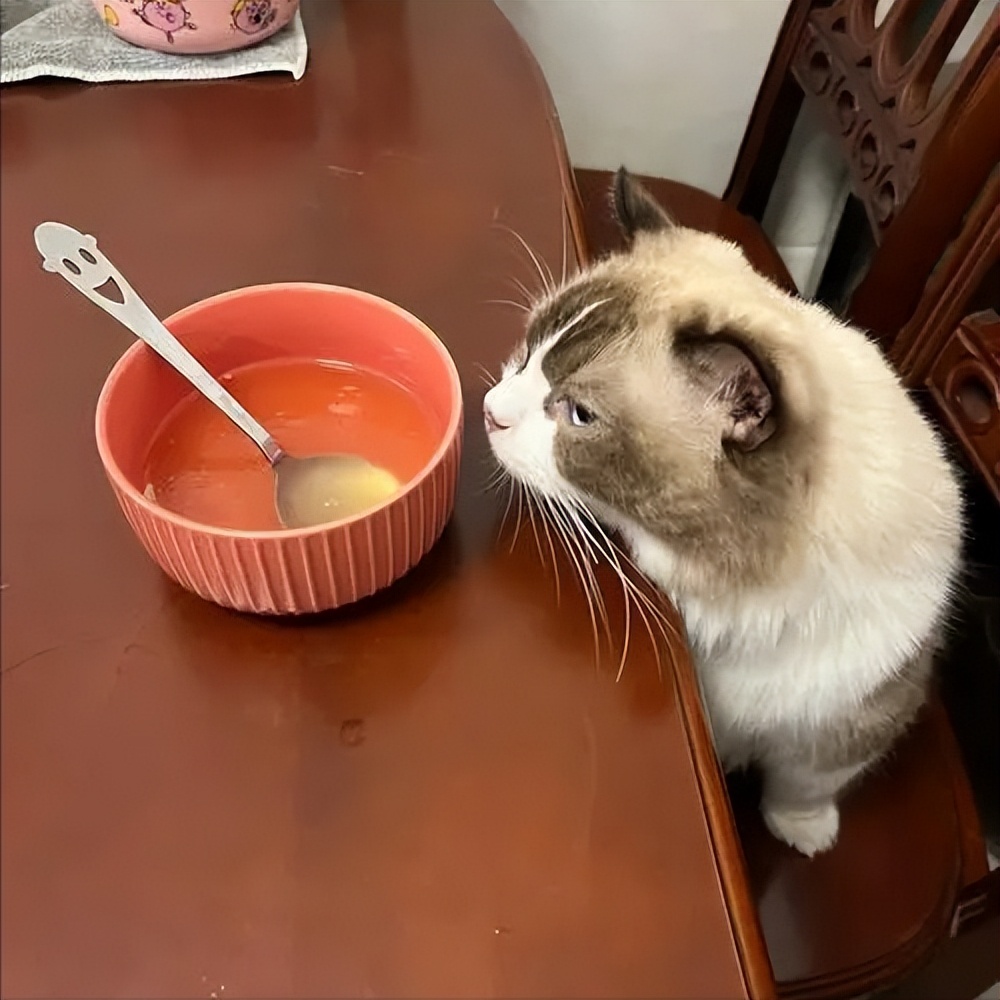 捡来猫咪养不熟的表现,领养的猫咪不粘人养不熟怎么办