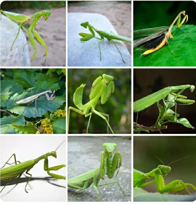 昆虫记螳螂的劳动和繁衍,昆虫记螳螂捕食读书笔记