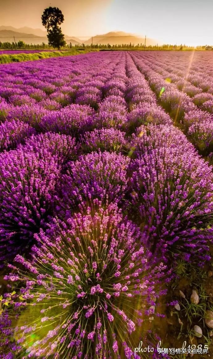 大美新疆的风景有哪些,大美新疆北疆美