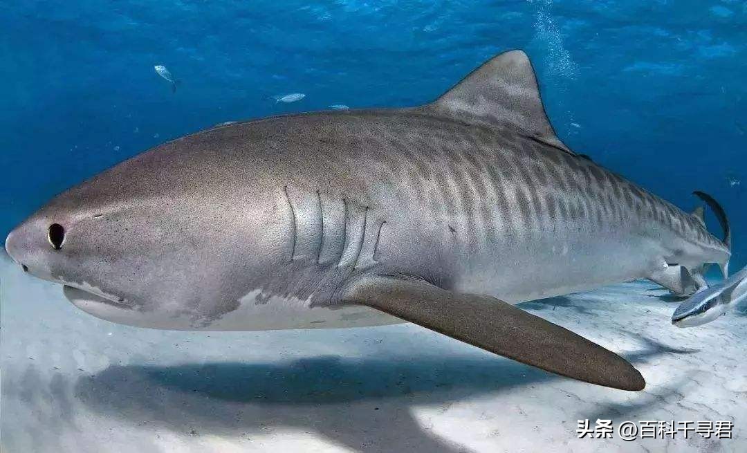翻车鲀是世界上最大的硬骨鱼类吗,翻车鲀是世界上最大的鱼类吗