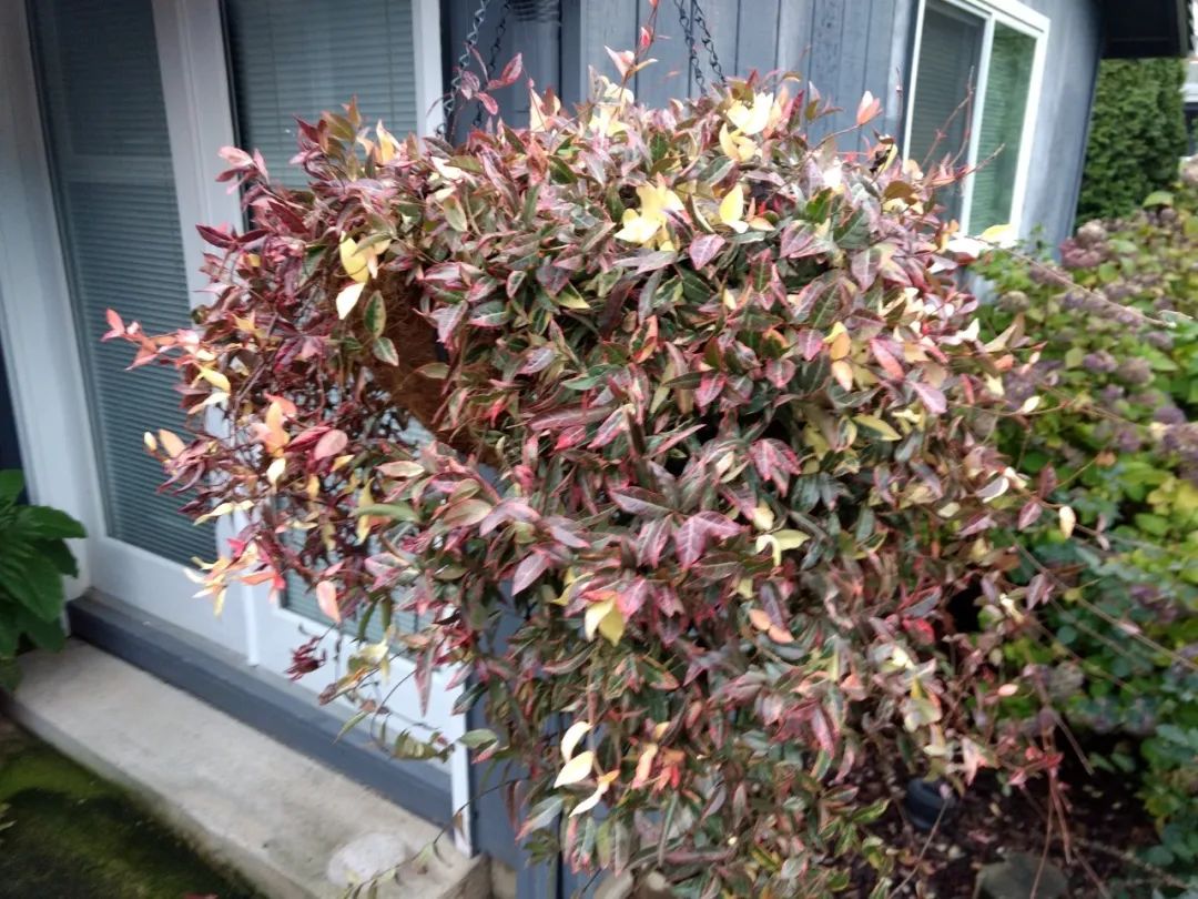 新叶看起来像三角梅的花，花叶络石真有这么好看吗？