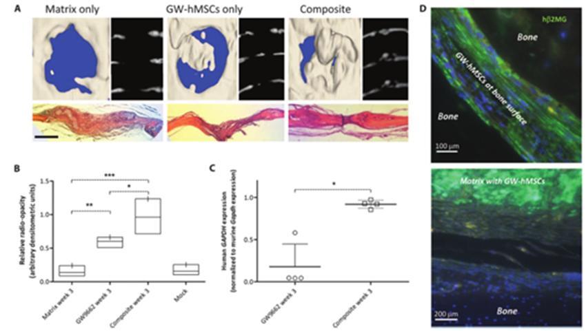 关注世界杯｜40名职业运动员使用干细胞疗法