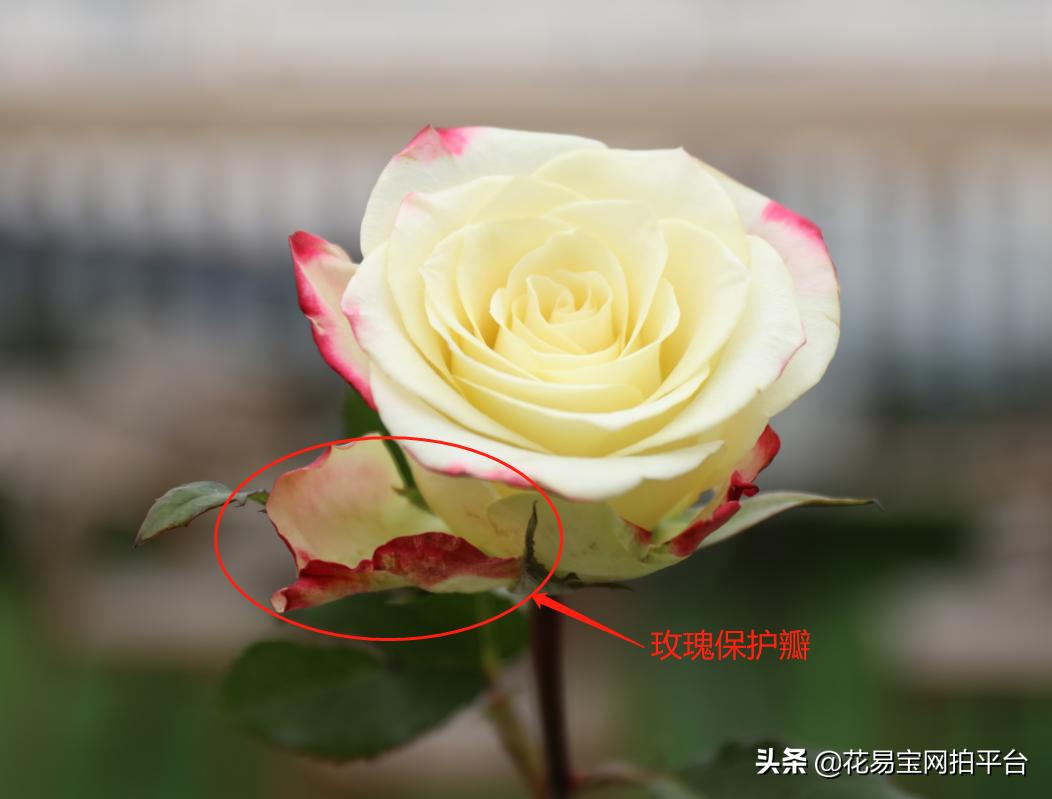 花店玫瑰为什么不香,花店里的玫瑰为什么不香