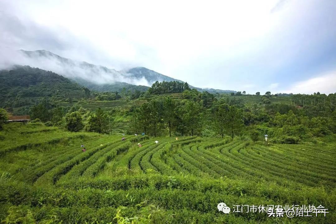 秋分将至，来游江门乡村休闲精品线路啦！美景美食不能少