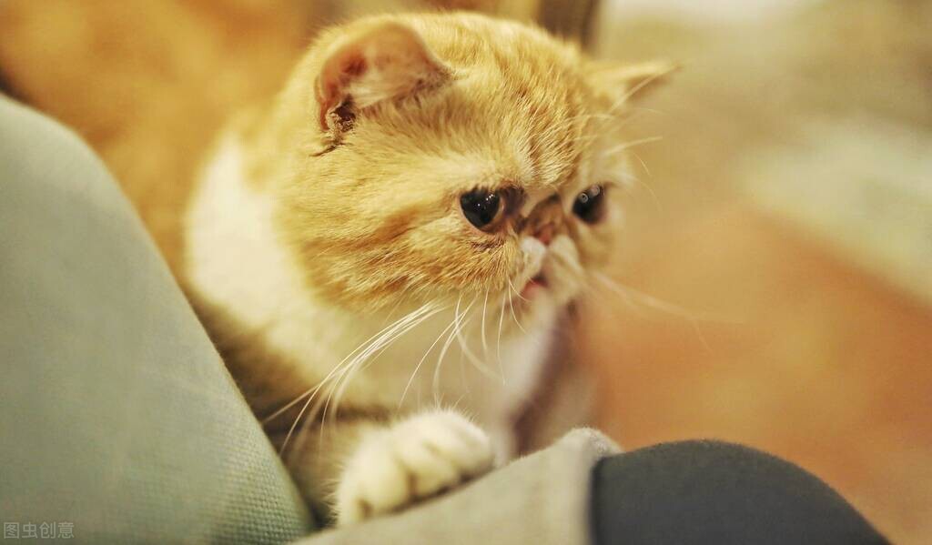 养猫经验如何解决猫掉毛问题,养猫经验猫癣总是反复怎么办