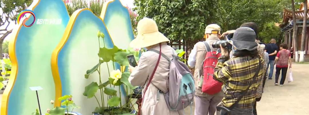 精心打扮出去拍照,大观公园荷花拍照技巧