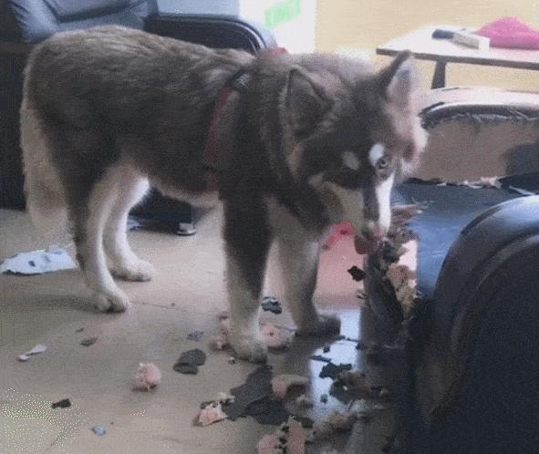 100天后会被扔掉的狗,越养越不对劲的野兽