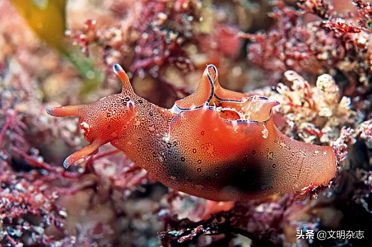 海洋精灵：多姿多彩的海蛞蝓