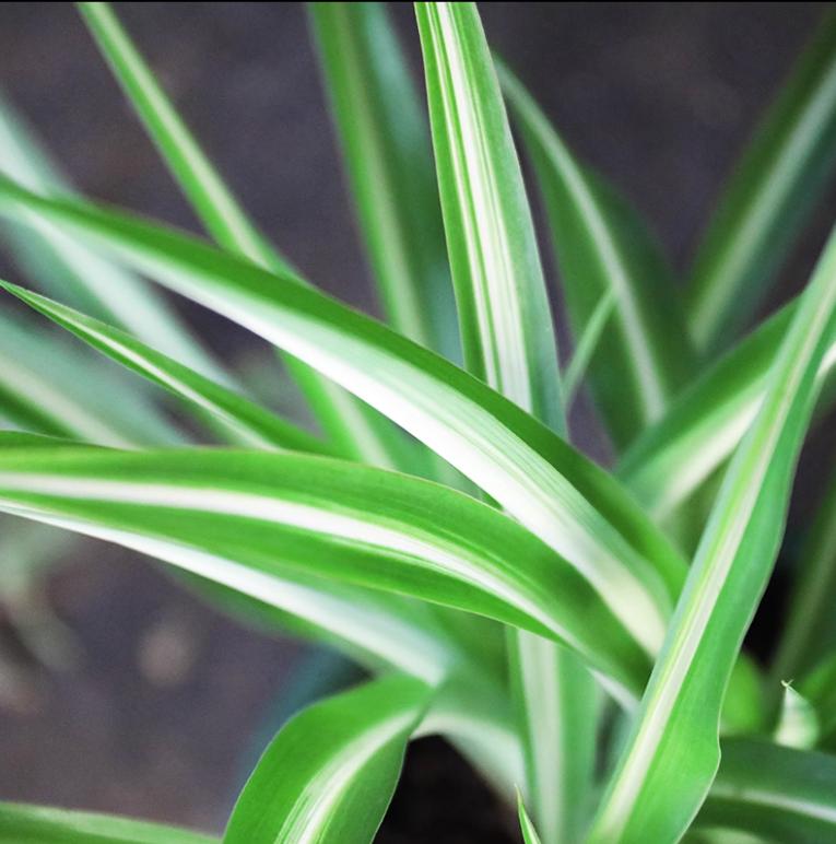 养吊兰注意这几点让其蹭蹭长爆盆,怎样让吊兰爆盆叶子厚而绿