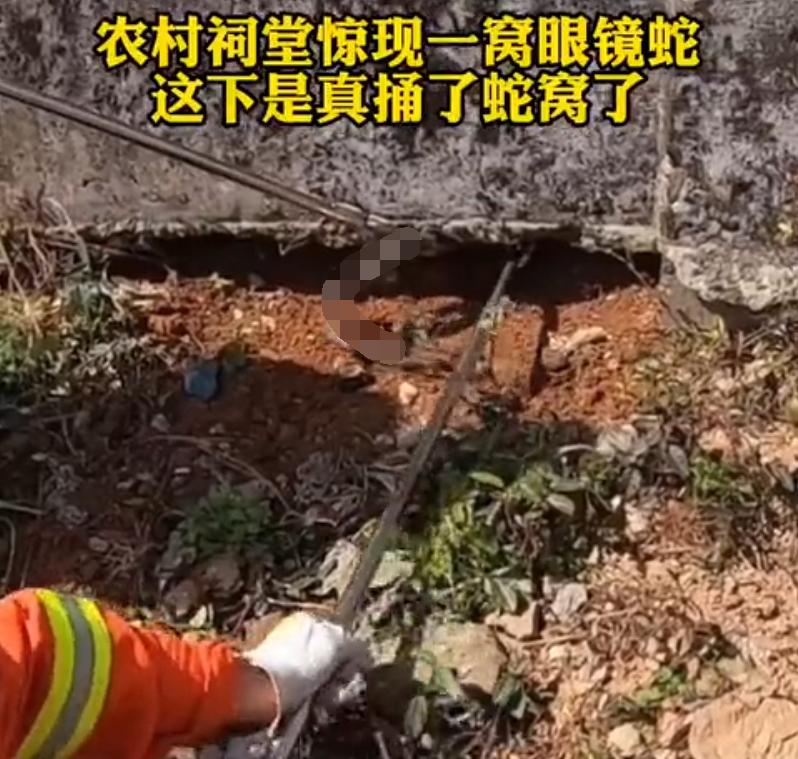 吓人!深圳一工地挖出3条超70斤大蟒蛇,不怕雄黄它究竟怕什么?