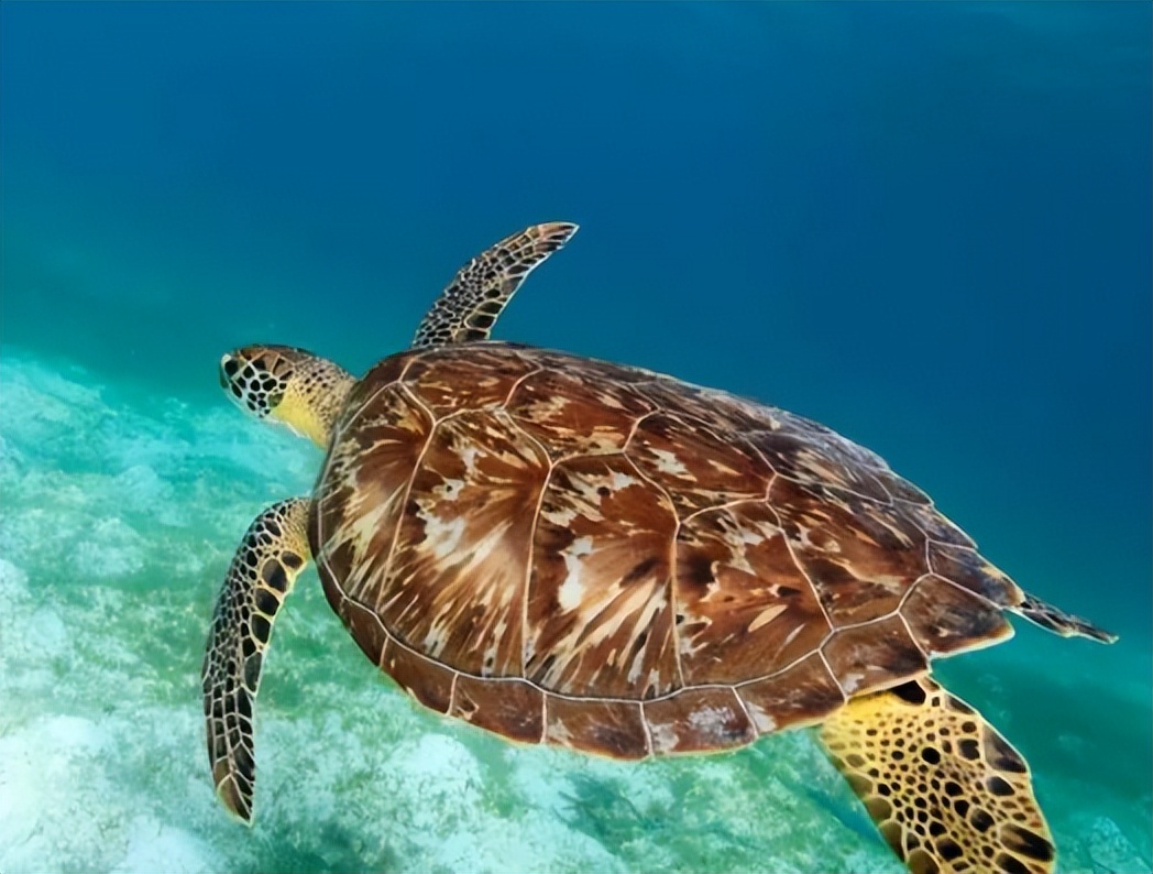 宋代吉州窑虎皮纹盏图片,宋代灰胎黑釉吉州窑茶盏图片