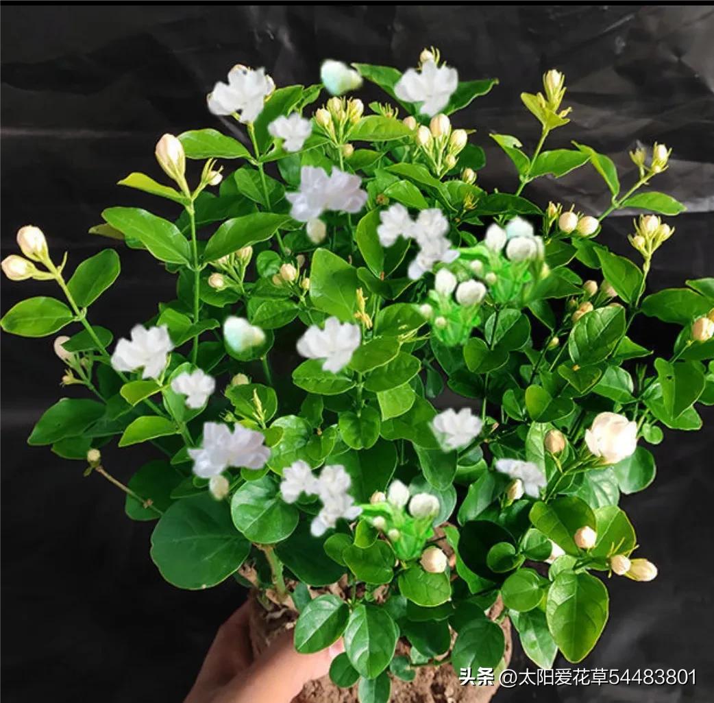 如何理解人养花一时花养人一生,家里养这10种花越养越健康