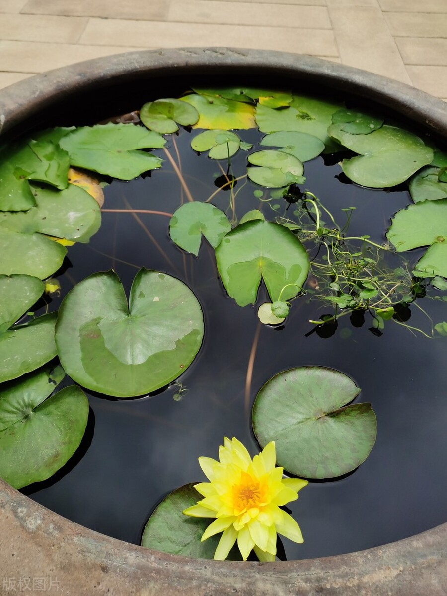 小学语文三年级下册必背古诗,小学语文考编必背古诗汇集朗读