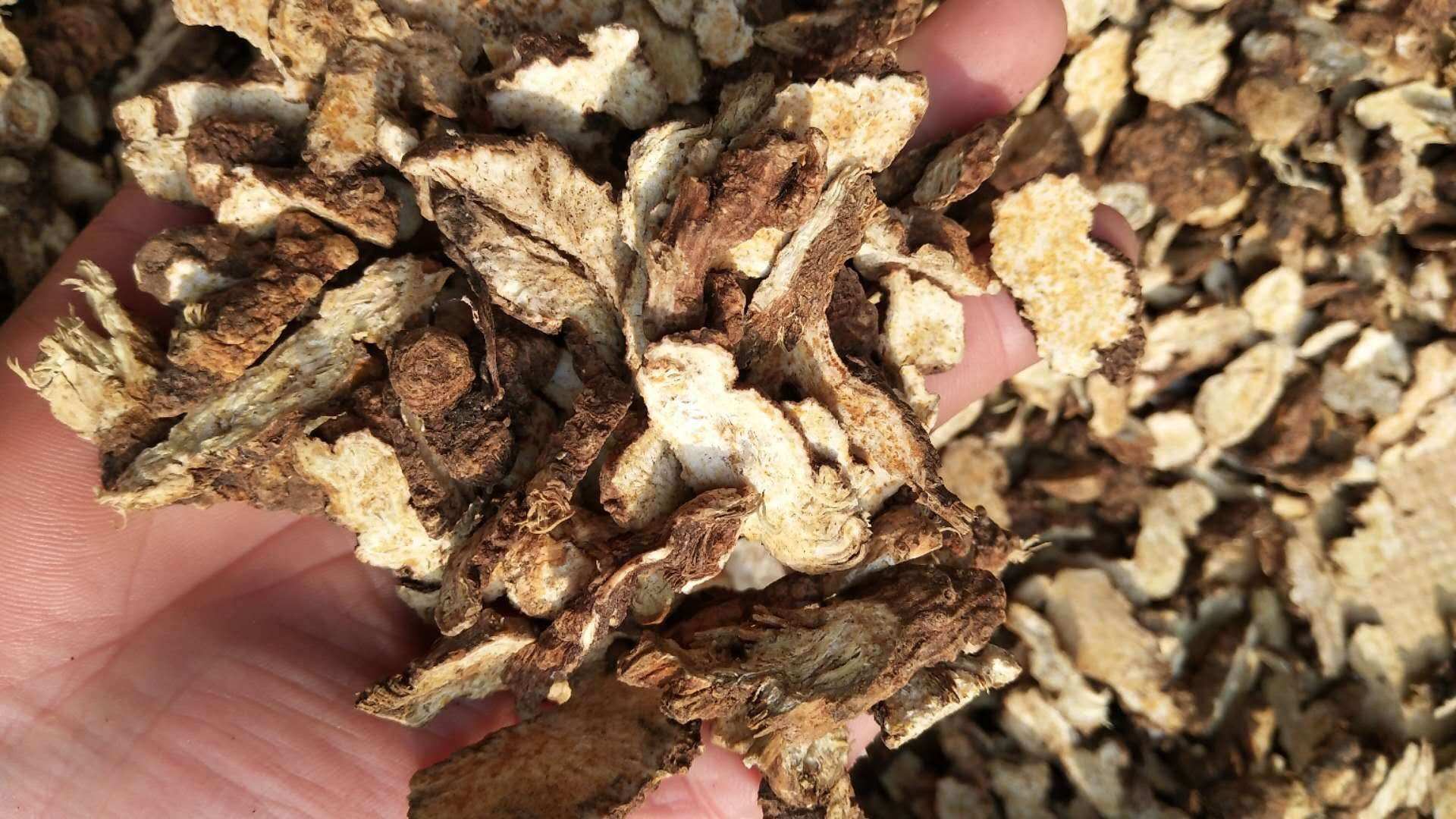 妇科炎症迁延不愈，湿热下注太麻烦，中医两味药根治炎症