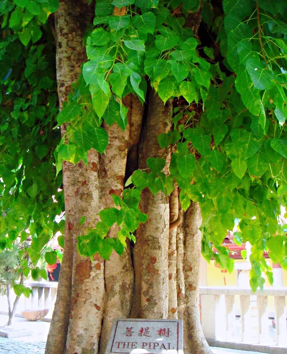 菩提树风景视频,菩提树唯美视频