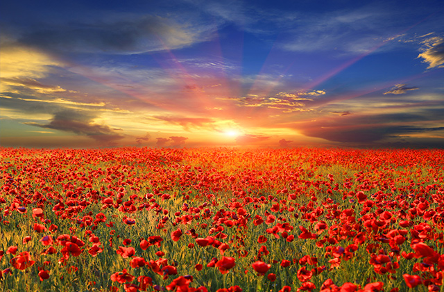 常见花卉生虫都有哪些种类,斗南花卉市场常见花卉品种