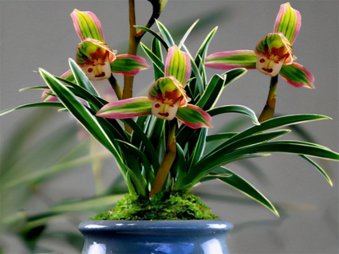 带一点金边的兰花是什么品种,叶宽且带金边的兰花