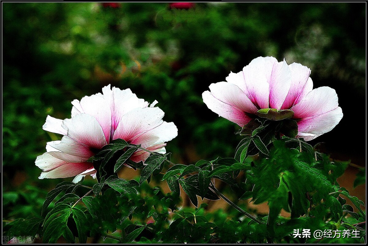 急则治其标缓则治其本出处,急则治其表缓则治其本